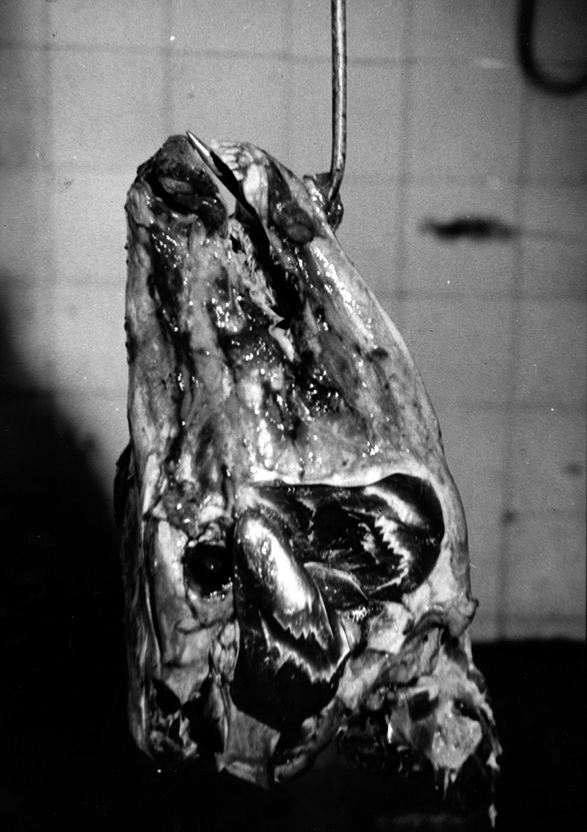 bullhear_hanged_dark