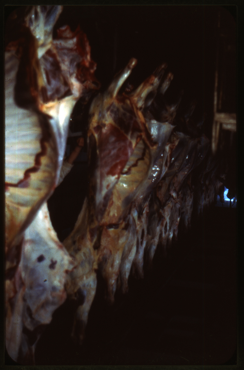 hanged_caws_dia