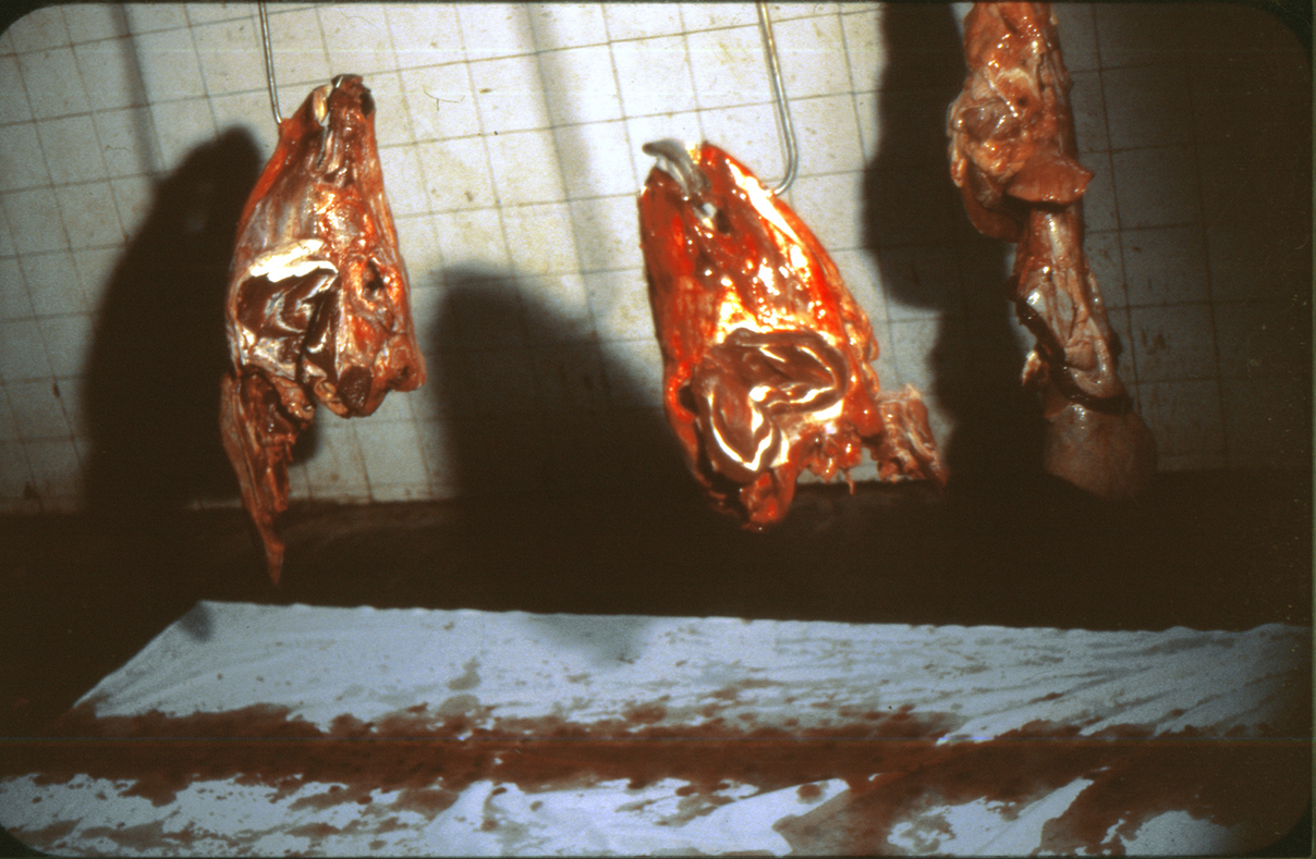 bullheads_dia_3