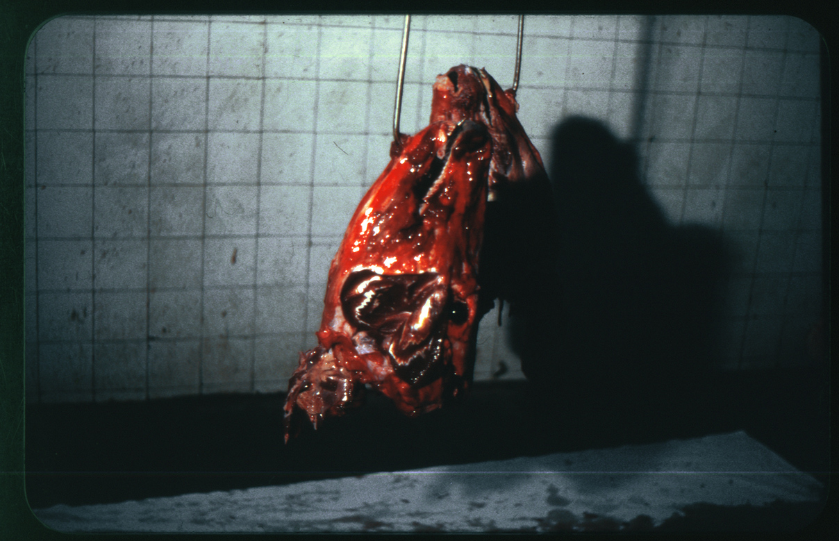 bullheads_dia_2